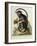 A Little Black Monkey Brought from the West Indies by Commodore Fitzroy Lee-George Edwards-Framed Giclee Print