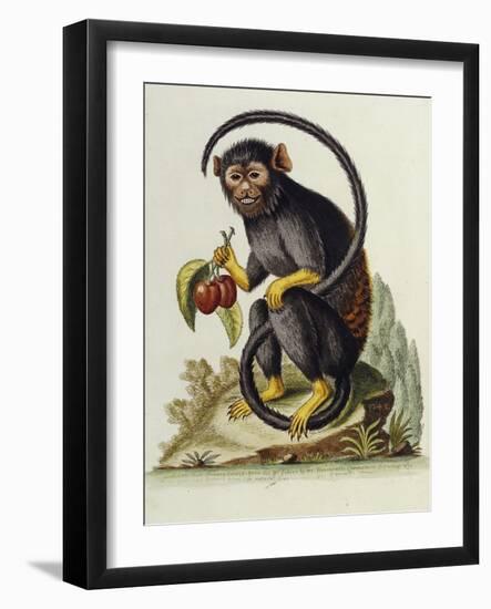 A Little Black Monkey Brought from the West Indies by Commodore Fitzroy Lee-George Edwards-Framed Giclee Print