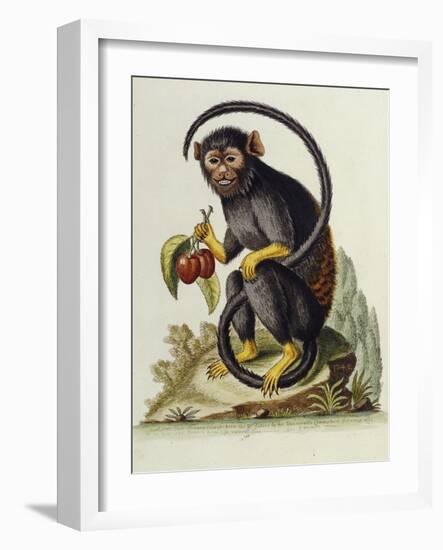 A Little Black Monkey Brought from the West Indies by Commodore Fitzroy Lee-George Edwards-Framed Giclee Print