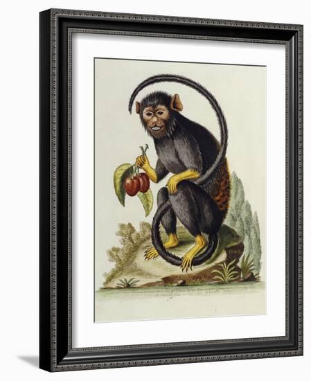 A Little Black Monkey Brought from the West Indies by Commodore Fitzroy Lee-George Edwards-Framed Giclee Print