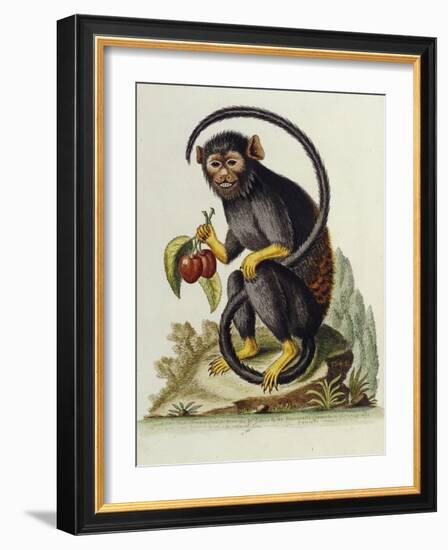 A Little Black Monkey Brought from the West Indies by Commodore Fitzroy Lee-George Edwards-Framed Giclee Print