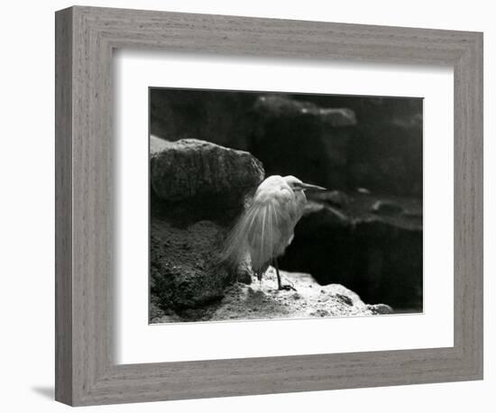 A Little Egret Resting amongst Rocks at London Zoo in 1930 (B/W Photo)-Frederick William Bond-Framed Giclee Print