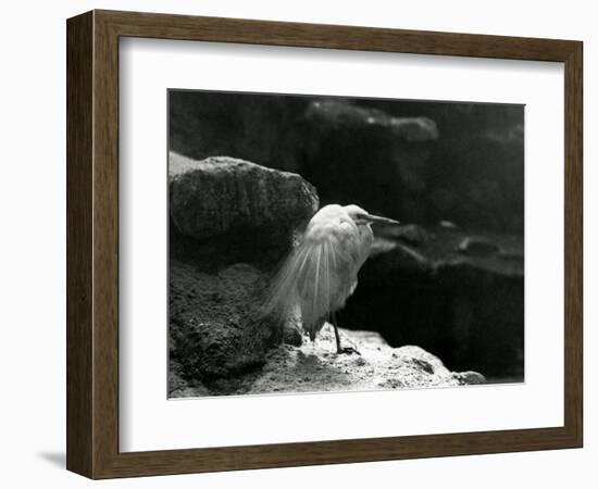 A Little Egret Resting amongst Rocks at London Zoo in 1930 (B/W Photo)-Frederick William Bond-Framed Giclee Print