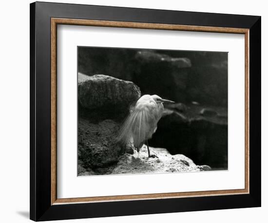 A Little Egret Resting amongst Rocks at London Zoo in 1930 (B/W Photo)-Frederick William Bond-Framed Giclee Print