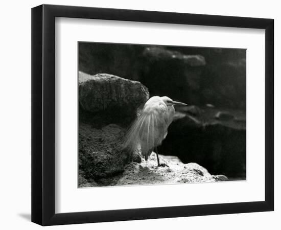 A Little Egret Resting amongst Rocks at London Zoo in 1930 (B/W Photo)-Frederick William Bond-Framed Giclee Print