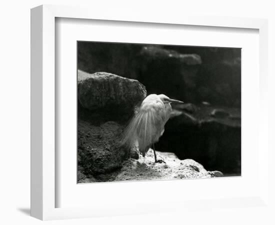 A Little Egret Resting amongst Rocks at London Zoo in 1930 (B/W Photo)-Frederick William Bond-Framed Giclee Print