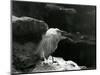 A Little Egret Resting amongst Rocks at London Zoo in 1930 (B/W Photo)-Frederick William Bond-Mounted Giclee Print