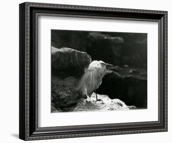 A Little Egret Resting amongst Rocks at London Zoo in 1930 (B/W Photo)-Frederick William Bond-Framed Giclee Print