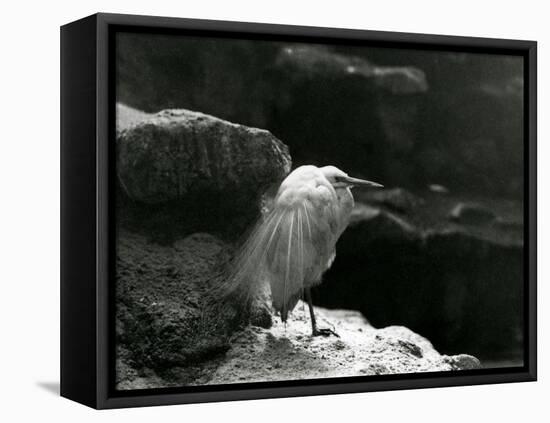 A Little Egret Resting amongst Rocks at London Zoo in 1930 (B/W Photo)-Frederick William Bond-Framed Premier Image Canvas