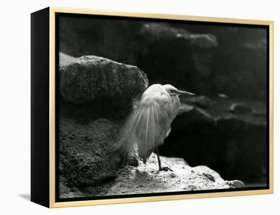 A Little Egret Resting amongst Rocks at London Zoo in 1930 (B/W Photo)-Frederick William Bond-Framed Premier Image Canvas