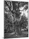 Photographic Print