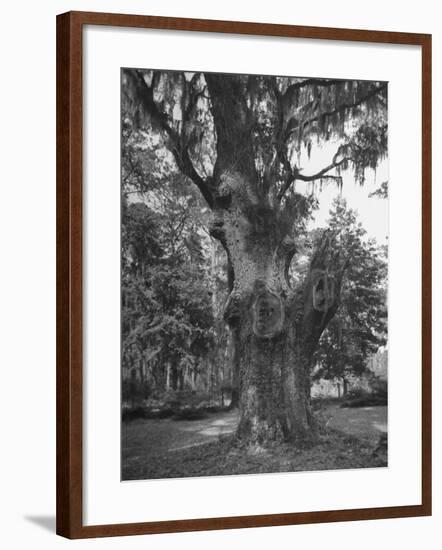 A Live Oak Tree with Spanish Moss Hanging from Them-null-Framed Photographic Print