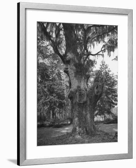 A Live Oak Tree with Spanish Moss Hanging from Them-null-Framed Photographic Print