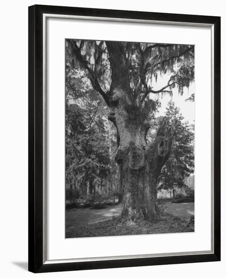A Live Oak Tree with Spanish Moss Hanging from Them-null-Framed Photographic Print