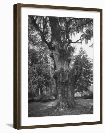 A Live Oak Tree with Spanish Moss Hanging from Them-null-Framed Photographic Print