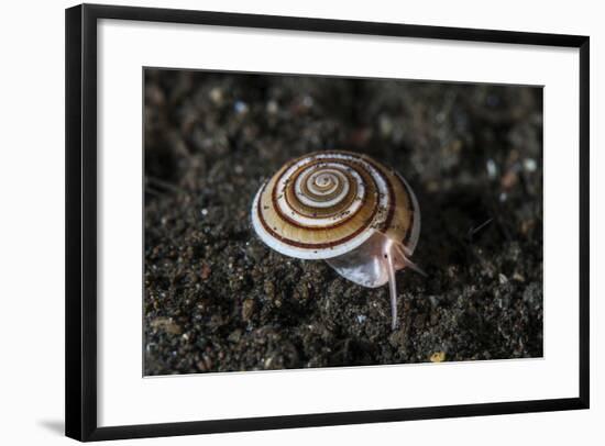 A Live Sundial Shell Crawls across the Seafloor-Stocktrek Images-Framed Photographic Print