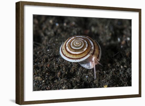 A Live Sundial Shell Crawls across the Seafloor-Stocktrek Images-Framed Photographic Print