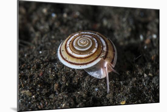 A Live Sundial Shell Crawls across the Seafloor-Stocktrek Images-Mounted Photographic Print