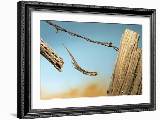 A Lizard Jumping Off A Fence-Karine Aigner-Framed Photographic Print