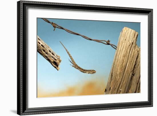 A Lizard Jumping Off A Fence-Karine Aigner-Framed Photographic Print