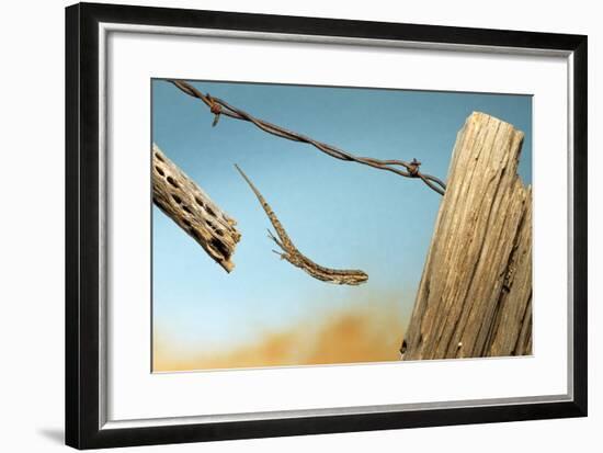 A Lizard Jumping Off A Fence-Karine Aigner-Framed Photographic Print