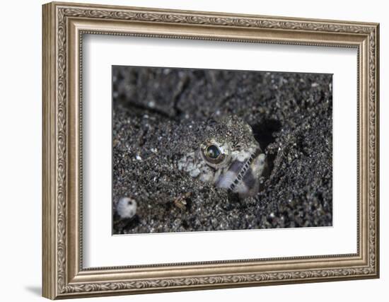 A Lizardfish Lays in Sand in Komodo National Park, Indonesia-Stocktrek Images-Framed Photographic Print