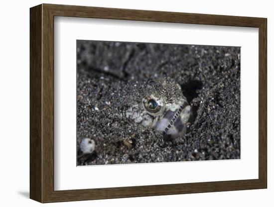 A Lizardfish Lays in Sand in Komodo National Park, Indonesia-Stocktrek Images-Framed Photographic Print