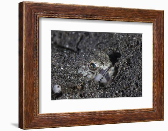 A Lizardfish Lays in Sand in Komodo National Park, Indonesia-Stocktrek Images-Framed Photographic Print