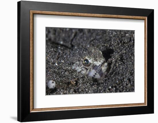 A Lizardfish Lays in Sand in Komodo National Park, Indonesia-Stocktrek Images-Framed Photographic Print