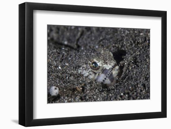 A Lizardfish Lays in Sand in Komodo National Park, Indonesia-Stocktrek Images-Framed Photographic Print