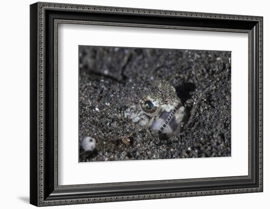 A Lizardfish Lays in Sand in Komodo National Park, Indonesia-Stocktrek Images-Framed Photographic Print