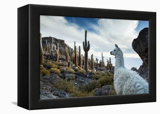 A Llama Watches Out over Isla Del Pescado Above Salar De Uyuni-Alex Saberi-Framed Premier Image Canvas