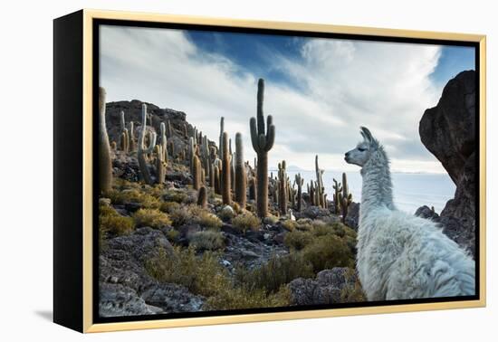 A Llama Watches Out over Isla Del Pescado Above Salar De Uyuni-Alex Saberi-Framed Premier Image Canvas