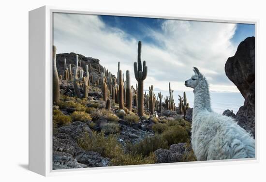 A Llama Watches Out over Isla Del Pescado Above Salar De Uyuni-Alex Saberi-Framed Premier Image Canvas