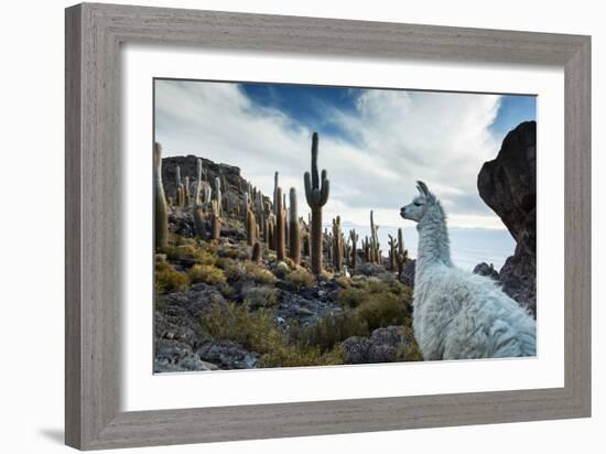 A Llama Watches Out over Isla Del Pescado Above Salar De Uyuni-Alex Saberi-Framed Photographic Print