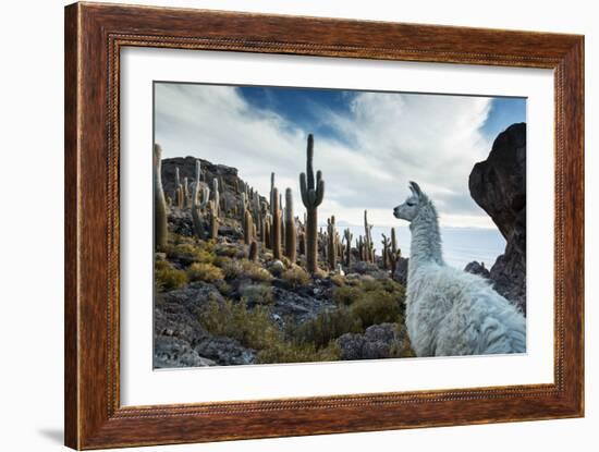 A Llama Watches Out over Isla Del Pescado Above Salar De Uyuni-Alex Saberi-Framed Photographic Print