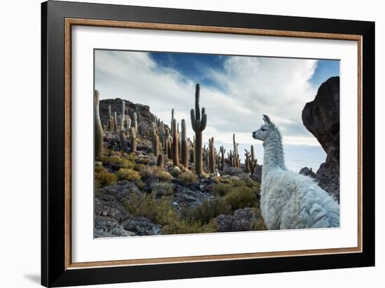 A Llama Watches Out over Isla Del Pescado Above Salar De Uyuni-Alex Saberi-Framed Photographic Print