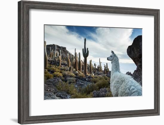 A Llama Watches Out over Isla Del Pescado Above Salar De Uyuni-Alex Saberi-Framed Photographic Print