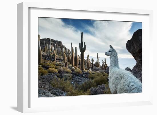 A Llama Watches Out over Isla Del Pescado Above Salar De Uyuni-Alex Saberi-Framed Photographic Print