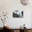 A Llama Watches Out over Isla Del Pescado Above Salar De Uyuni-Alex Saberi-Photographic Print displayed on a wall