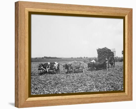 A Load of Cane on a Cuban Sugar Plantation-null-Framed Stretched Canvas