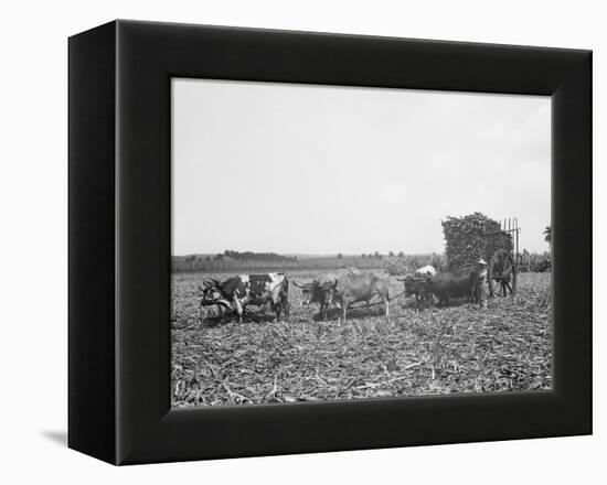 A Load of Cane on a Cuban Sugar Plantation-null-Framed Stretched Canvas