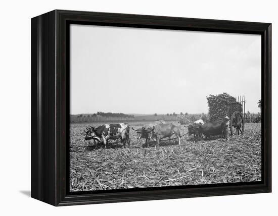 A Load of Cane on a Cuban Sugar Plantation-null-Framed Stretched Canvas