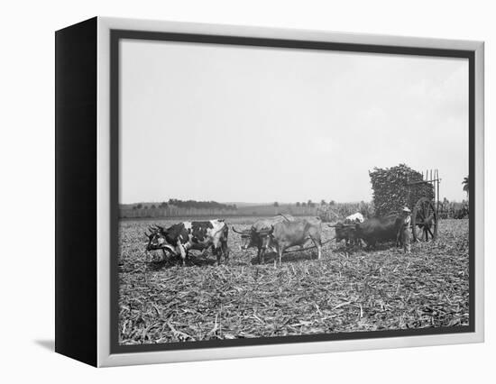 A Load of Cane on a Cuban Sugar Plantation-null-Framed Stretched Canvas