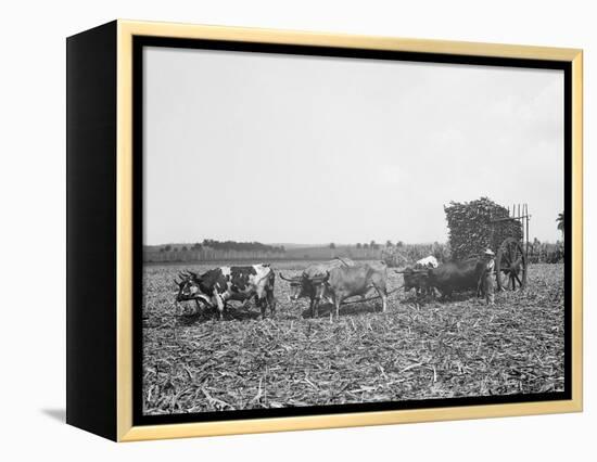 A Load of Cane on a Cuban Sugar Plantation-null-Framed Stretched Canvas