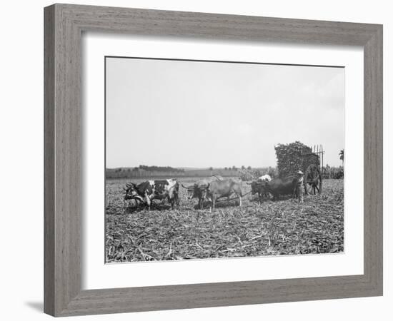 A Load of Cane on a Cuban Sugar Plantation-null-Framed Photo