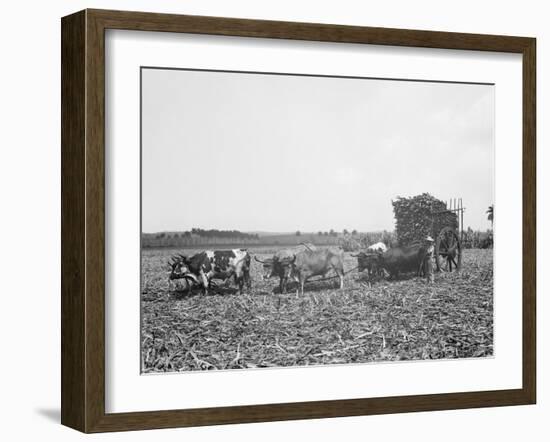 A Load of Cane on a Cuban Sugar Plantation-null-Framed Photo