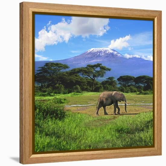 A Lone African Elephant (Loxodonta Africana) by Mt. Kilimanjaro, Amboseli Nat'l Park, Kenya-Miva Stock-Framed Premier Image Canvas