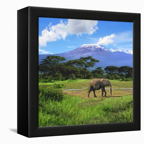 A Lone African Elephant (Loxodonta Africana) by Mt. Kilimanjaro, Amboseli Nat'l Park, Kenya-Miva Stock-Framed Premier Image Canvas