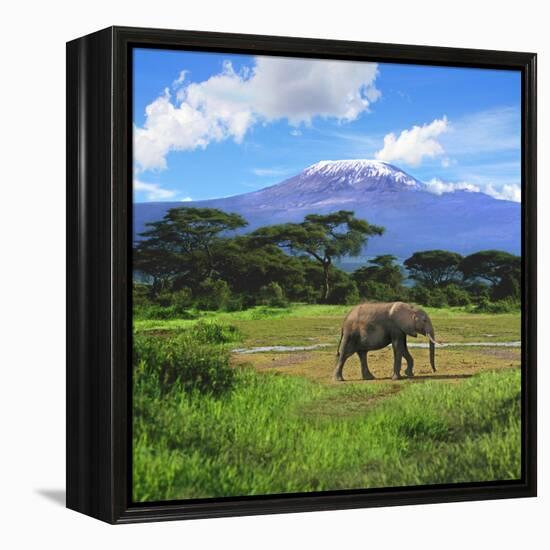 A Lone African Elephant (Loxodonta Africana) by Mt. Kilimanjaro, Amboseli Nat'l Park, Kenya-Miva Stock-Framed Premier Image Canvas